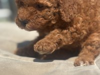 RED BROWN TOY BOY POODLE KIZIMIZ