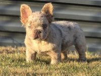 Fluffy French Bulldog New Shade İsabella Tan Merle