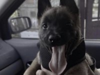 Belçika Kurdu Köpeği