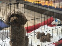 Yeni doğan toy poodle bebek surat yavrular