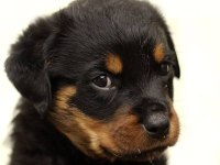 Rottweiler bebekler kapınıza kadar teslim ediyoruz
