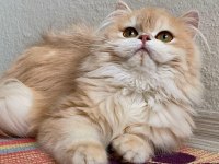 British longhair güzel kızıma yuva arıyorum
