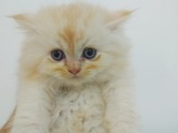 British longhair dişi ve erkek yavrular Bursa