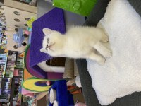 British shorthair dişi yavru