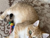 Saf kan golden british shorthair