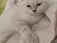 British Shorthair Blue Point Dişi
