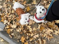 Leo ve Lessie Maltese