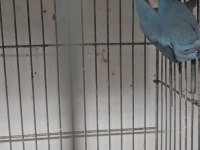 Forpus papağanı takımlar