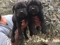 Siyah dev cane corso yavrularım