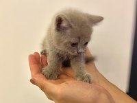 British shorthair yavru gri minnoş