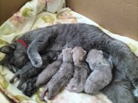 British shorthair yavrular rezerveye açıktır