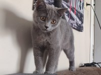 6 Aylık British Shorthair Kızımız Sahiplendirilecektir