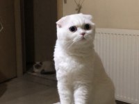 ÜCRETSİZ SCOTTİSH FOLD KEDİMİZ AİLESİNİ BEKLİYOR