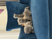 Güzel yüzlü scottish fold
