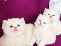 Erkek british longhair kedim