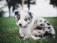 Şecereli erkek border collie yavrusu