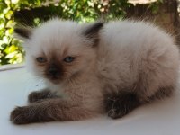 SECERELİ ORJİNAL RAGDOLL YAVRUMUZ YUVASINI ARIYOR