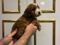 Dişi ve erkek poodle yavrularımız mevcuttur