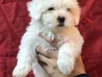mükemmel tea cup kore kan maltese terrier yavrularımız