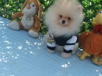Orijinal pomeranian Boo