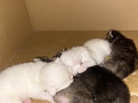 British Longhair Kar Beyaz Ve Tabby Yavrular