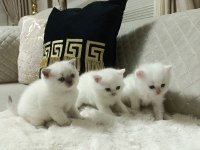 Sevimli british shorthair bebekler