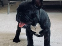 French bulldog İlgili Zaman ayırabilecek olanlar arasın