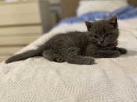 Orijinal British Shorthair Dişi