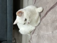 1,5 Yaş Dişi British Shorthair