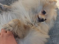 10 aylık pomeranian spitz