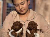 Toypoodle sevimli yavrular ruhsatlı çiftlik 