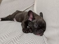 Mart 1 doğumlu french bulldog