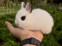 Hollanda teddy lop dişilerle cüce dişi tavşan