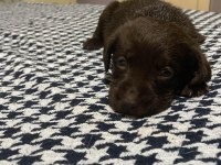2 aylık safkan labrador retriever yavrularım