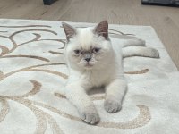 British shorthair pamuk