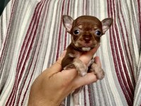 Son chihuahua yavrularım