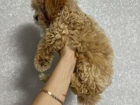 DÜNYA TATLISI MALTİPOO YAVRULARI