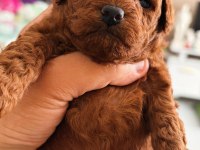 Kore Teacup ve Toy Poodle Yavrular