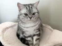 Yavru British Shorthair Silver Tabby