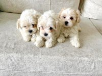 Maltese Terrier Minikler