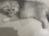 Çok tatlı scottish fold yavrumuz