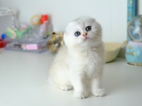 Scottish Fold Top Kafa Silver Yavrumuz
