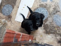 yavru köpeğimiz