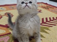 A kalite british shorthair blue golden