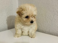 Orjinal ped eğitimli maltipoo bebek