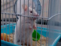 Yavru hamster