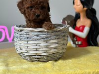 Kıvırcık tüy yumağı toy poodle yavrularım