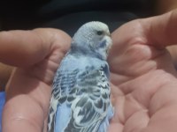 Ele alıştırmalık Jumbo kırıkları kuşlarımız