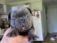 Merle ve Blue Irk Garantili French Bulldog Yavrular