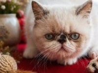 Safkan exotic shorthair bebekler yuvalarını arıyor